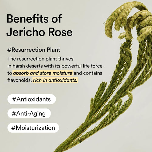 ABIB Jericho Rose Creme Nutrition Tube 75ml