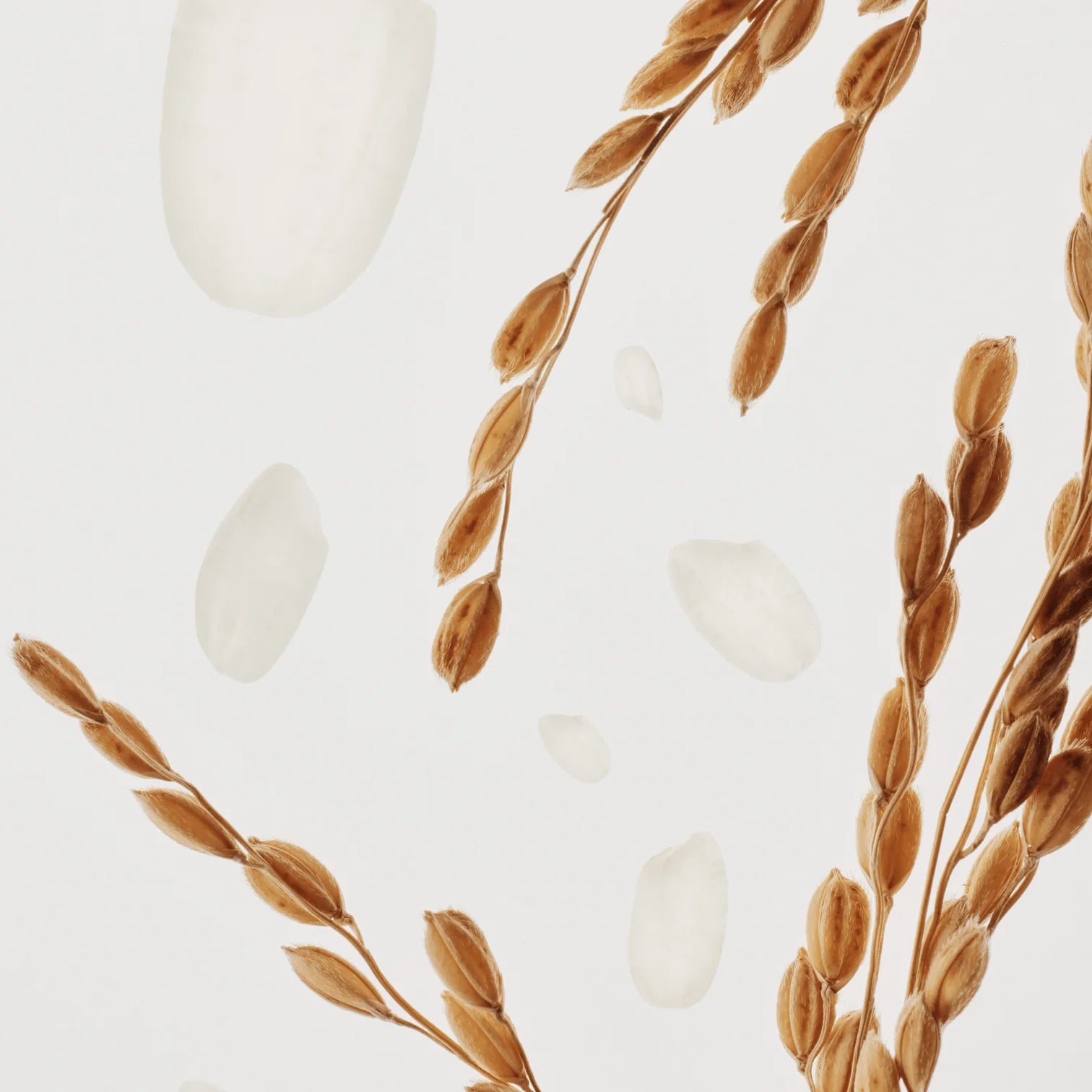 Beauty of Joseon Dynasty Cream