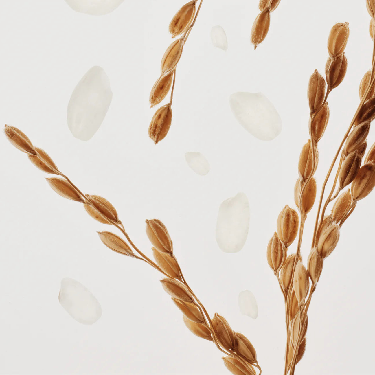 BEAUTY OF JOSEON Glow Replenishing Rice Milk