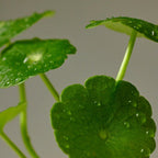 PURITO Wonder Releaf Centella Mini Kit Unscented 3pz