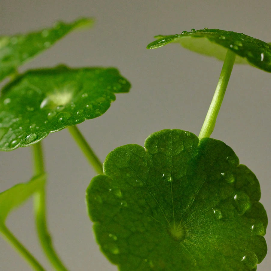 PURITO Wonder Releaf Centella Mini Kit Unscented 3pz